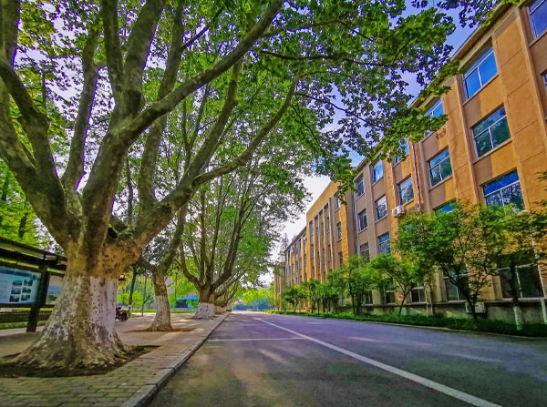 学校下面的林荫小路