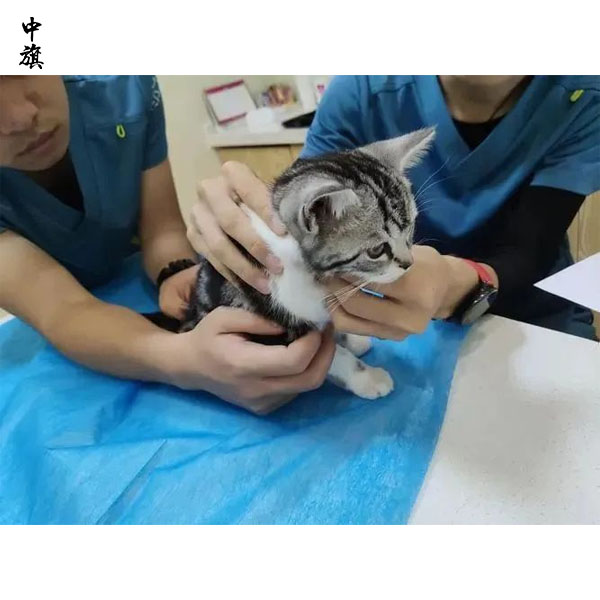 小心猫贷套路，别让你的爱心被利用
