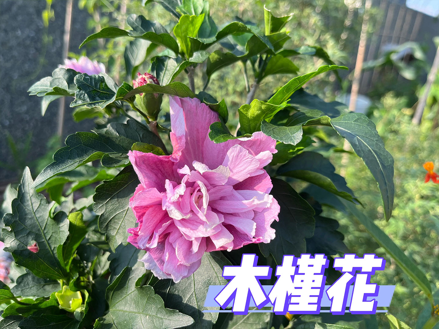 木槿花.jpg