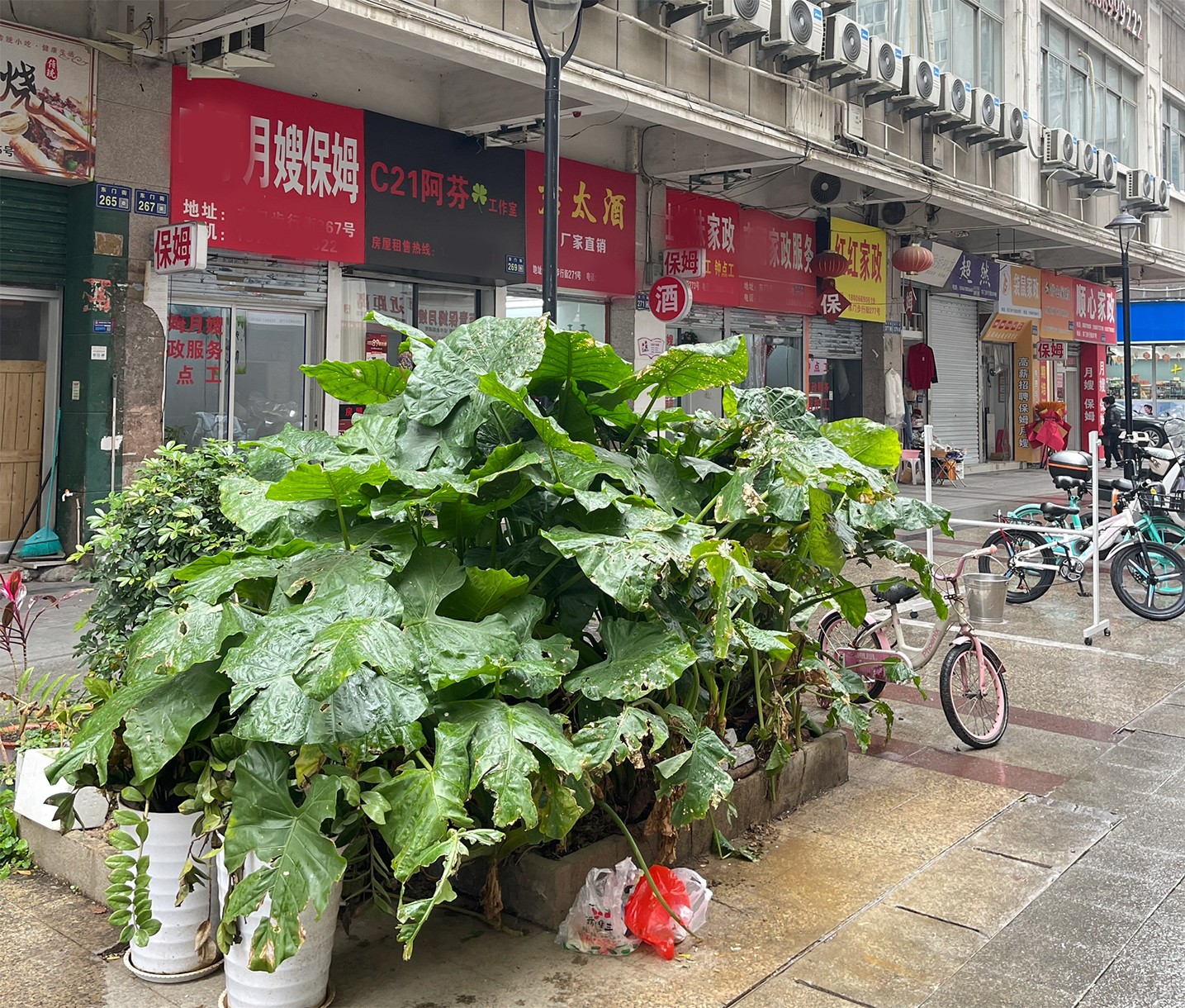 全是家政服务.jpg