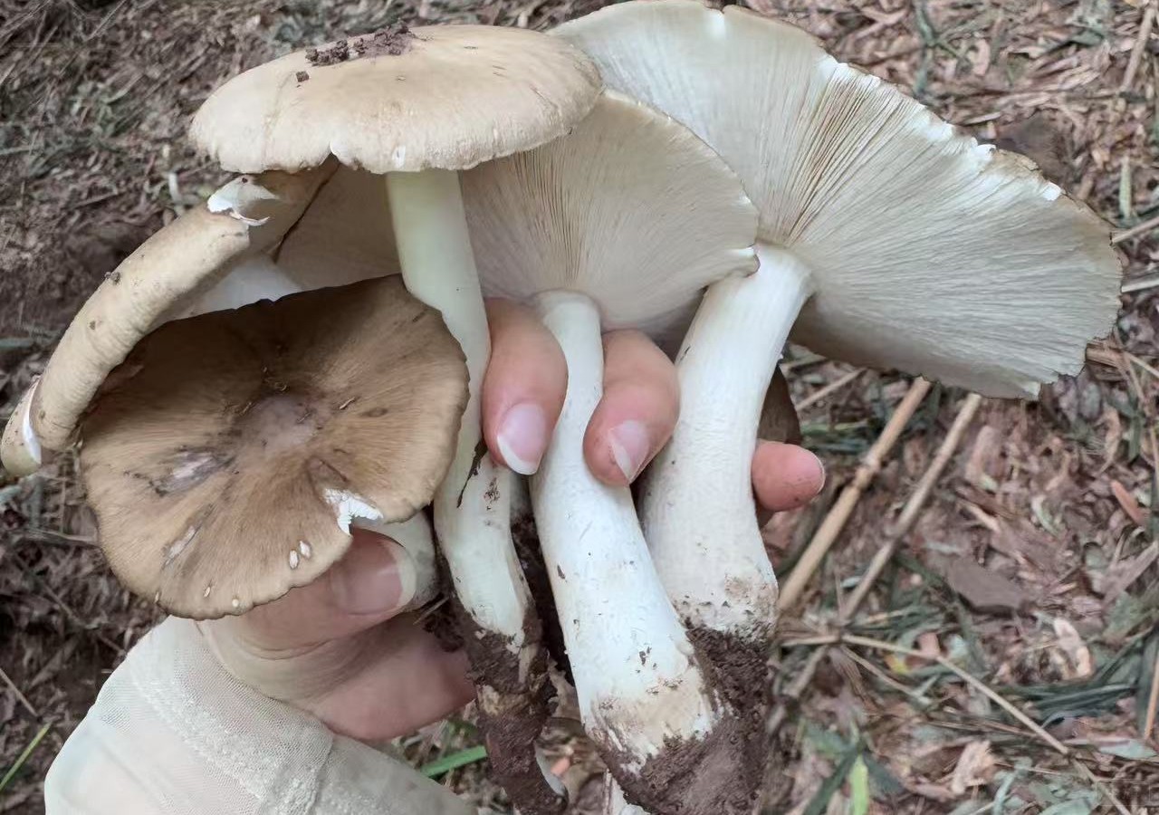 正宗的鸡枞菌