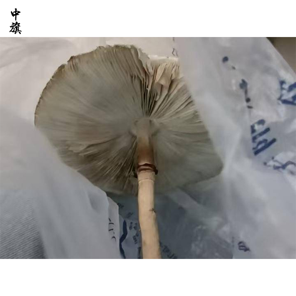 电商平台菌种泛滥，如何识别有毒伞菌？