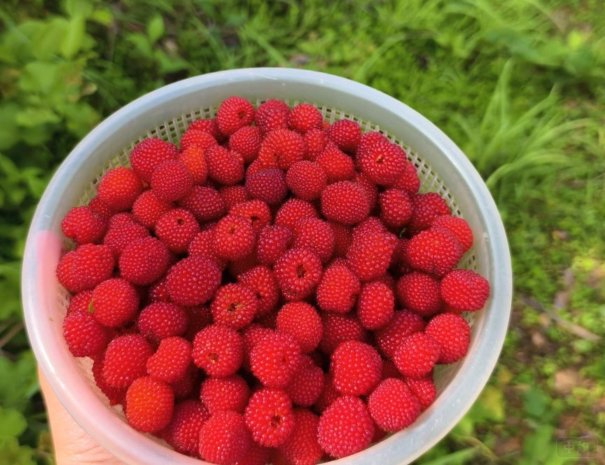 农村自己种植的树莓