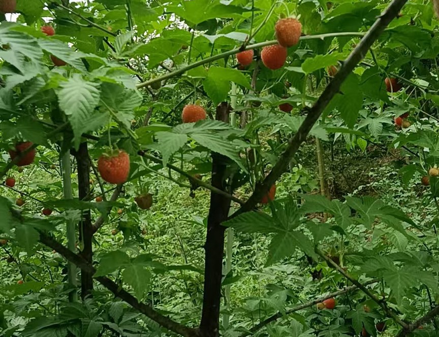 还没熟的树莓