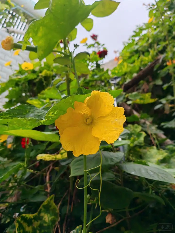 老家的黄瓜在大棚里