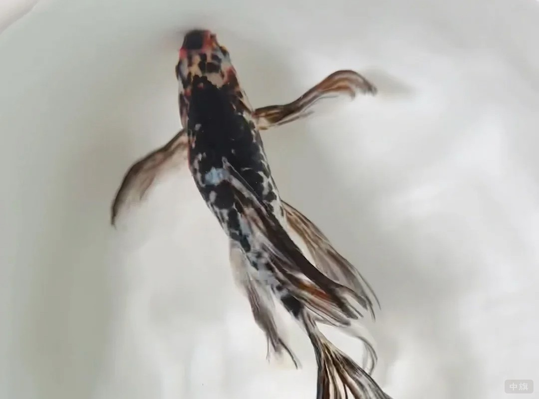 这条小金鱼也是但是感觉有点生病了 这条小金鱼也是但是感觉有点生病了