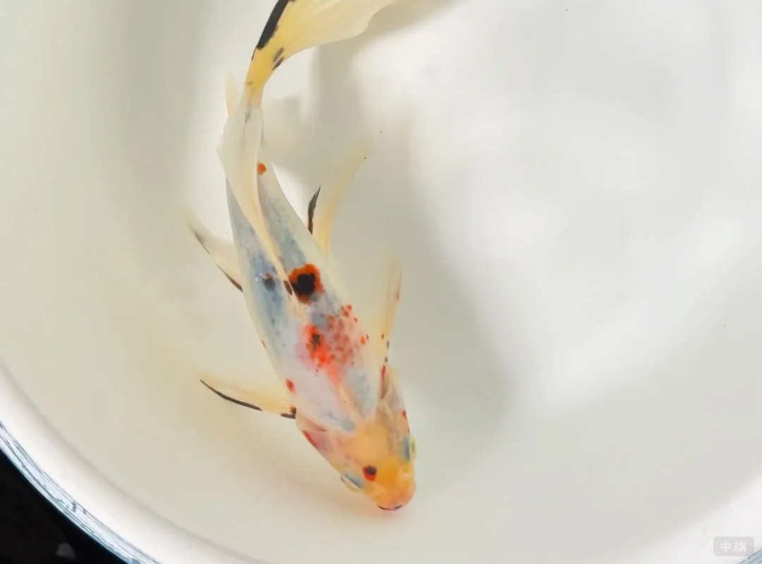 这条是朋友送我的 这条是朋友送我的