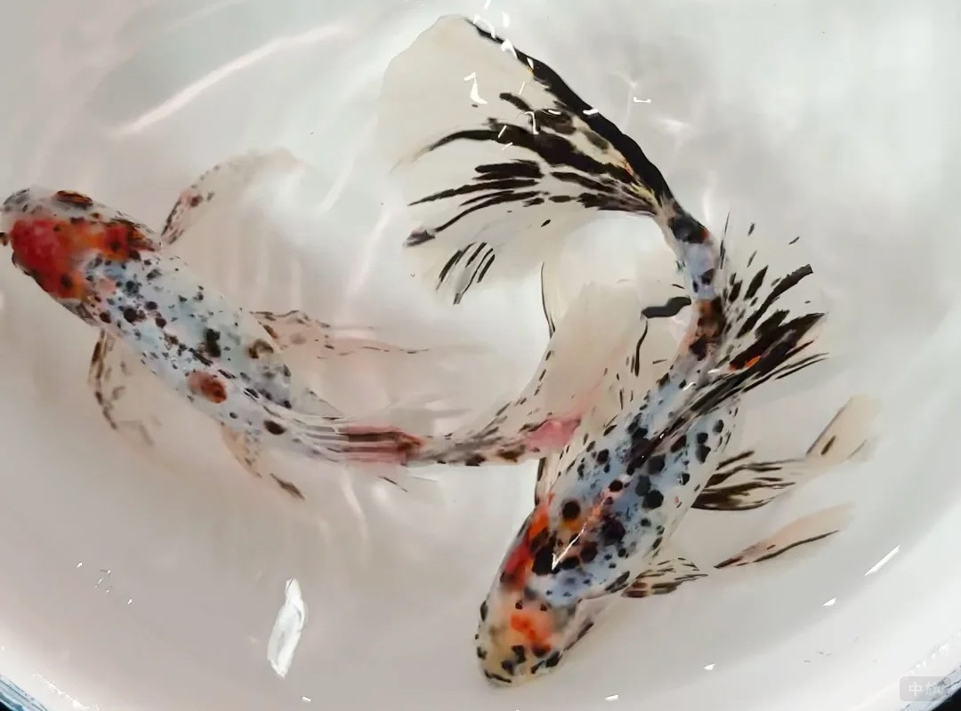 小旗最喜欢的两条小金鱼刚买回来的 小旗最喜欢的两条小金鱼刚买回来的