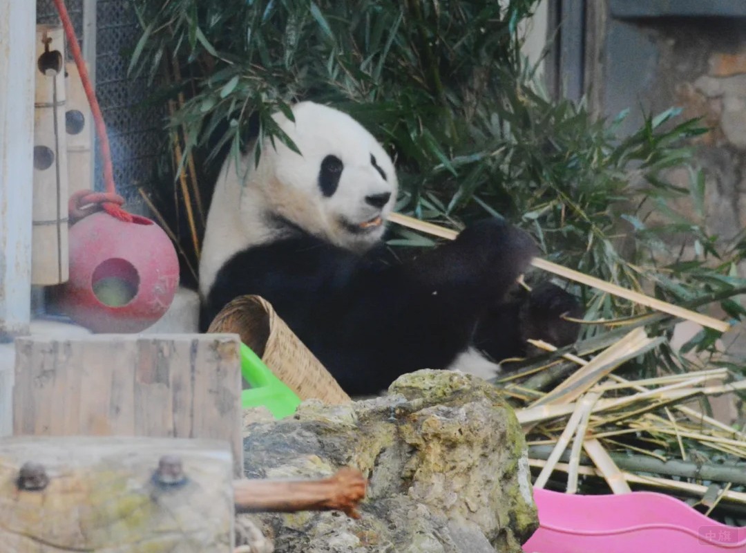 北京动物园大熊猫