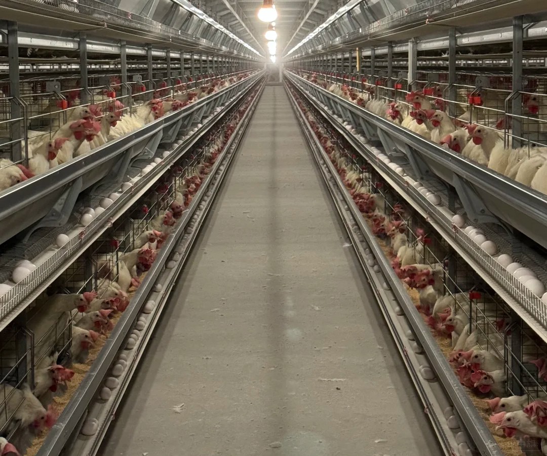 养殖场的白羽鸡正在下单