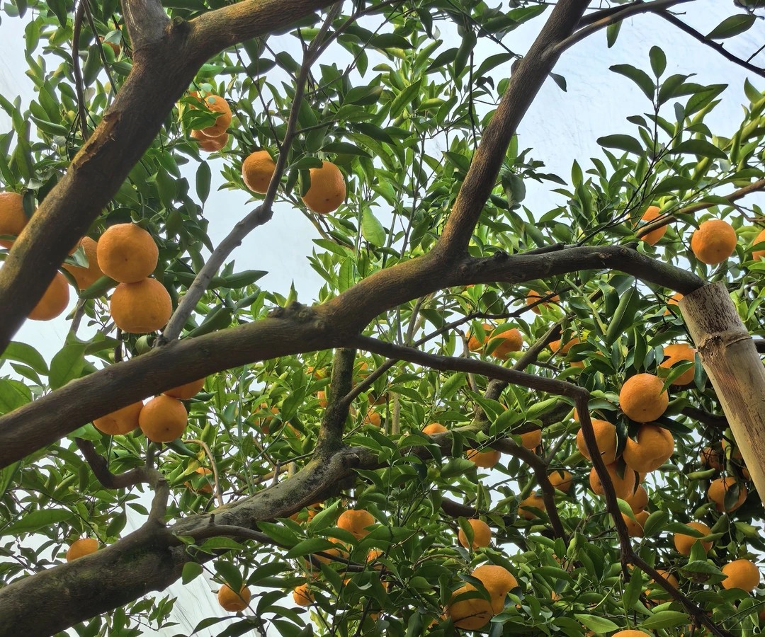 王哥家的果园,又大又甜非常好吃 王哥家的果园,又大又甜非常好吃