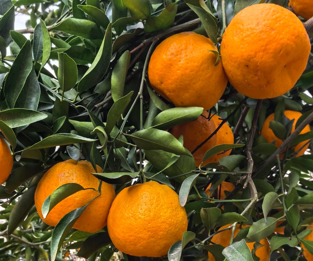 来一张近照吧,看,非常不错 来一张近照吧,看,非常不错