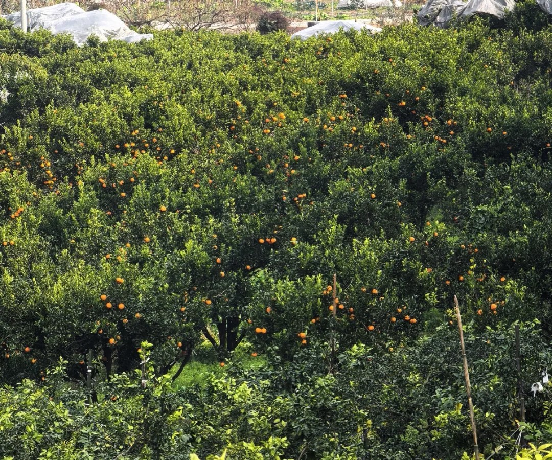 远处看的柑橘园,看着非常好看吧 远处看的柑橘园,看着非常好看吧