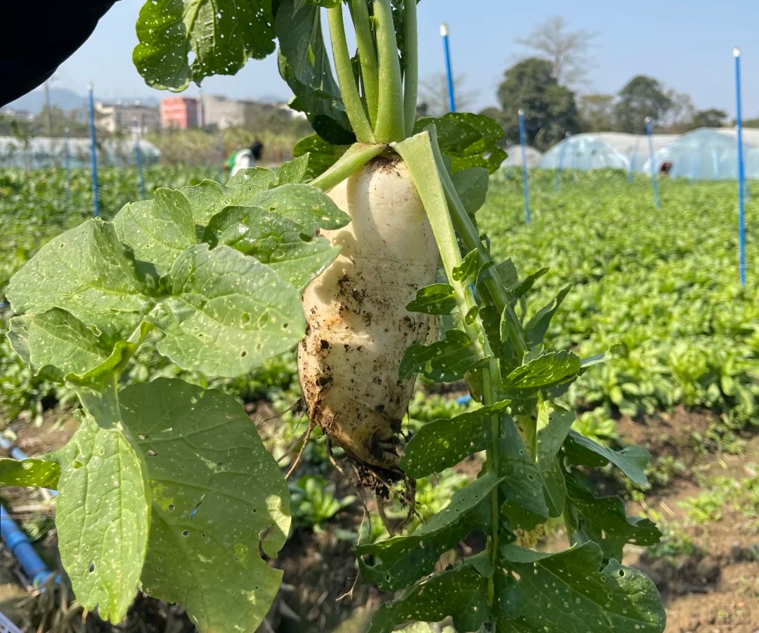 种植园里的大白萝卜，销售农产品是不需要办食品许可证的